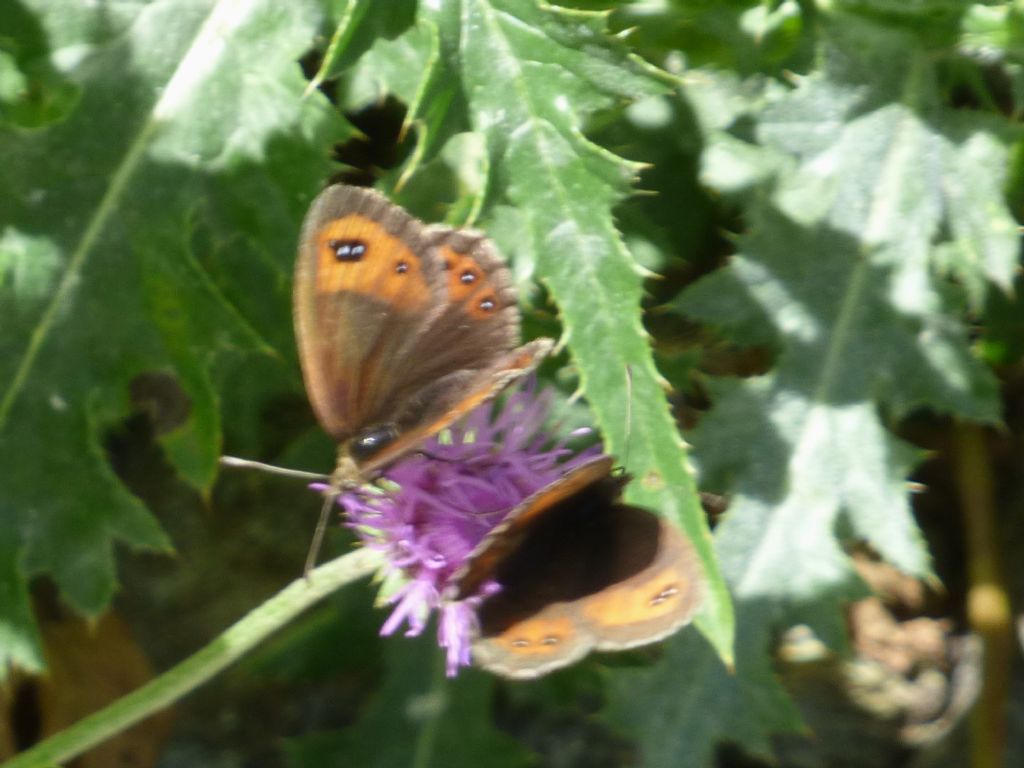 Erebia montana